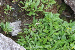 Solidago leiocarpa