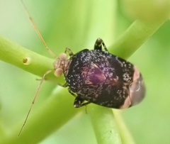 Wekamiris auropilosus