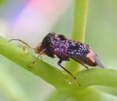 Wekamiris auropilosus