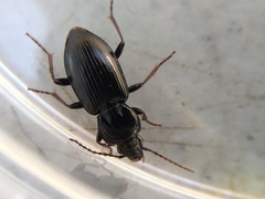 Pterostichus mutus