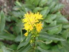 Solidago leiocarpa