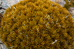 Aciphylla dobsonii