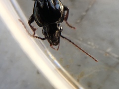 Pterostichus mutus