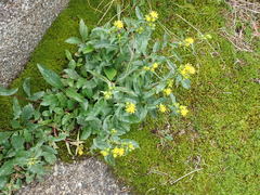 Solidago leiocarpa