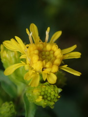 Solidago leiocarpa