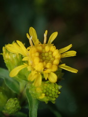 Solidago leiocarpa