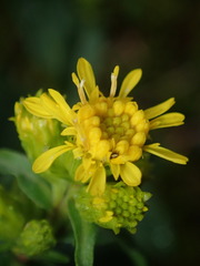 Solidago leiocarpa