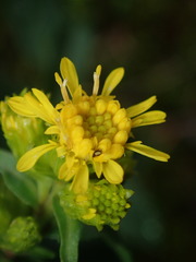 Solidago leiocarpa