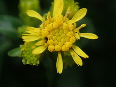 Solidago leiocarpa