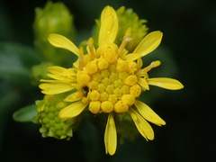 Solidago leiocarpa