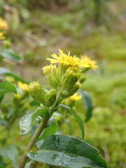 Solidago leiocarpa