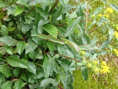 Solidago leiocarpa