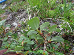 Salix reticulata