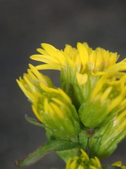 Solidago leiocarpa