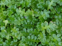 Nemophila pedunculata
