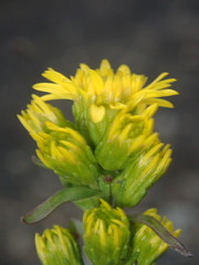 Solidago leiocarpa
