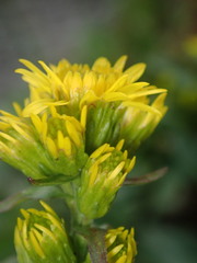 Solidago leiocarpa