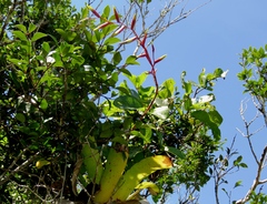 Vriesea procera