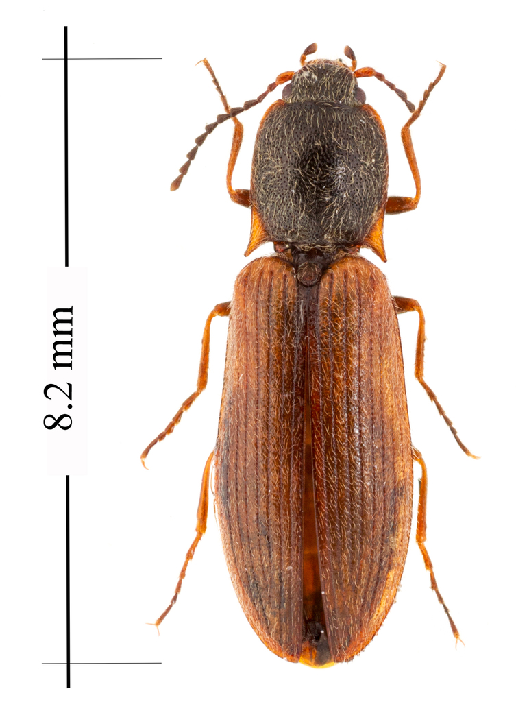 Liotrichus falsificus