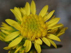 Solidago leiocarpa