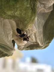 Oncopeltus cingulifer