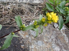 Solidago leiocarpa