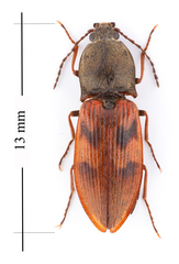 Stropenron nigricollis