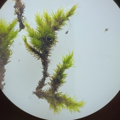 Racomitrium microcarpon