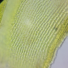 Racomitrium microcarpon