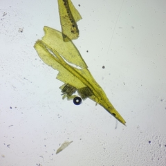 Racomitrium microcarpon