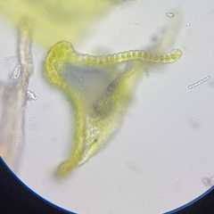 Racomitrium microcarpon