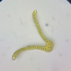 Racomitrium microcarpon