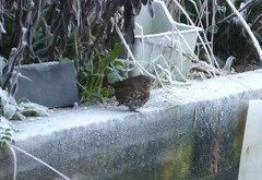 Passerella iliaca townsendi