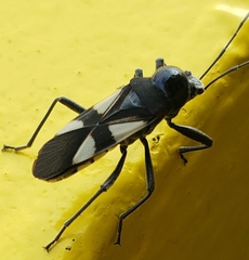 Fibrenus gibbicollis