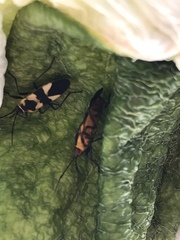 Oncopeltus cingulifer