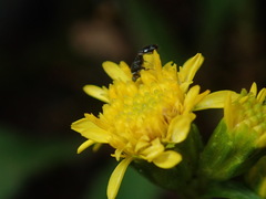 Solidago leiocarpa