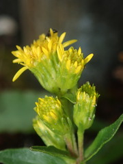 Solidago leiocarpa