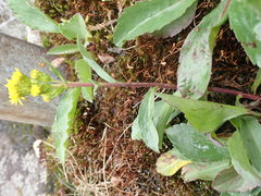 Solidago leiocarpa