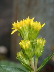 Solidago leiocarpa