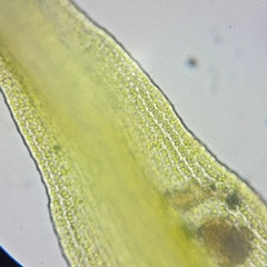 Racomitrium microcarpon