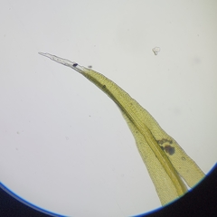 Racomitrium microcarpon