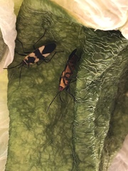 Oncopeltus cingulifer