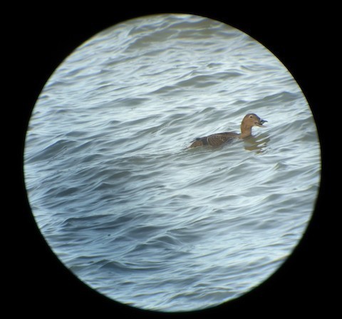 Eider à tête grise