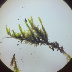 Racomitrium microcarpon