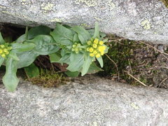 Solidago leiocarpa