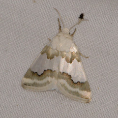 Schinia hulstia