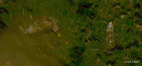 Lymnaea observed 2021-12-18