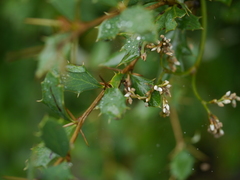 Berberis lycium