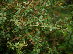 Berberis lycium