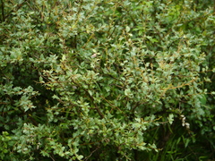 Berberis lycium